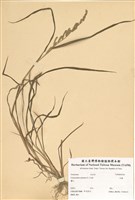 藏品(芒稷)的圖片